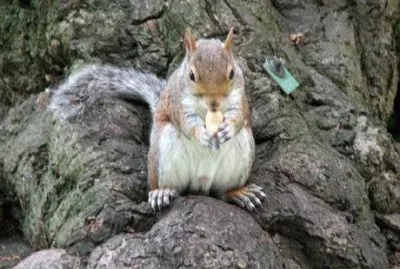 Scoiattolo del Parco della Regina