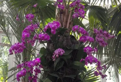 Orchid Show-New York Botanical Gardens