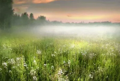 dew at dawn
