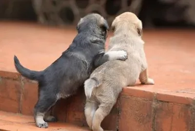 things jigsaw puzzle