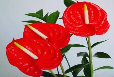 Antuarium - Colombia