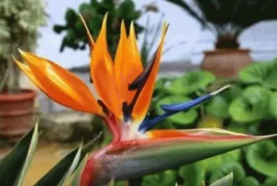 Ave del Paraiso - SudÃ¡frica