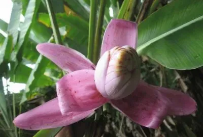 Banano ornamental - MÃ©xico