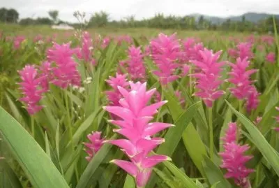 Curcuma - India,  Polinesia