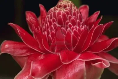 El bastÃ³n de emperador - Indonesia