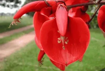 Flor del Ceibo - SudamÃ©rica