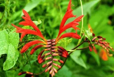 Lobster Claw - Nueva Zelanda