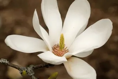 Magnolia Campellia