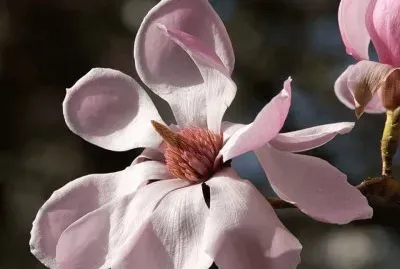 Magnolia Sprengeri Diva