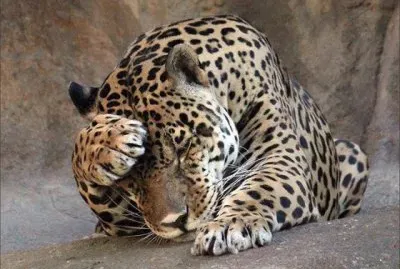 things jigsaw puzzle