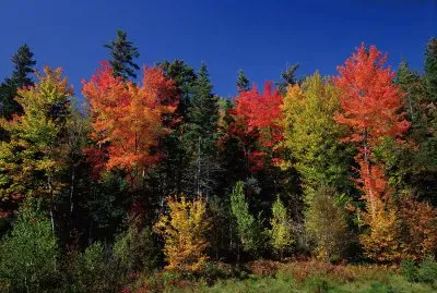 back yard in appalachia