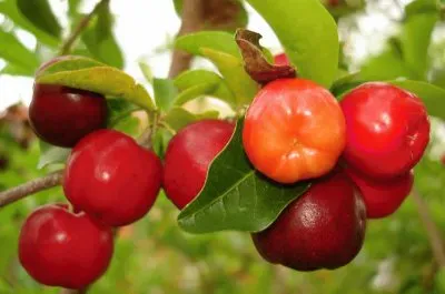 frutas