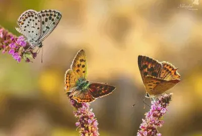 things jigsaw puzzle