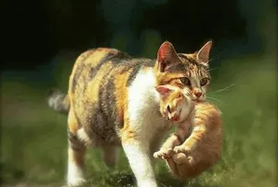 things jigsaw puzzle