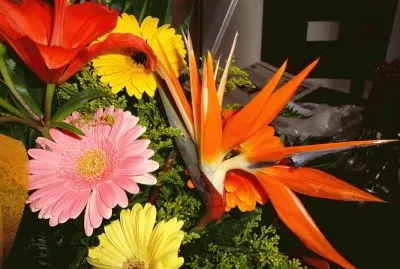 flores
