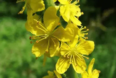 Agrimonia Eupatoria - EspaÃ±a