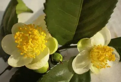 Camellia Sinensis - China