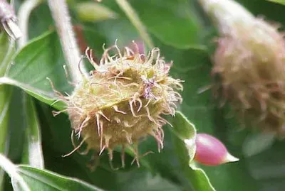 Haya ComÃºn - Europa