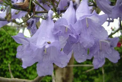 Jacaranda - AmÃ©rica