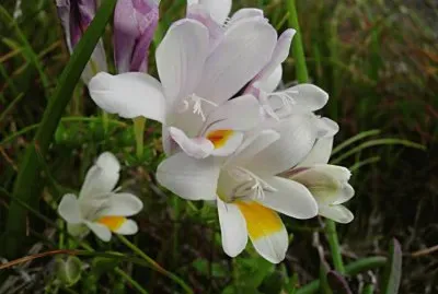 Fresia Alba - Ãfrica