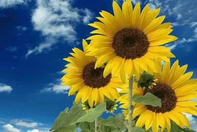 Girasol - AmÃ©rica