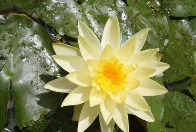 Jacinto de Agua - AmÃ©rica