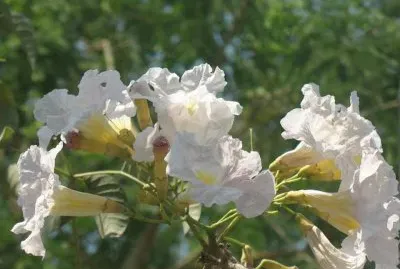 Lapacho Blanco - SudamÃ©rica