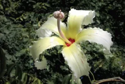 Palo Borracho - SudamÃ©rica