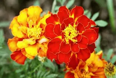 Tagetes - AmÃ©rica