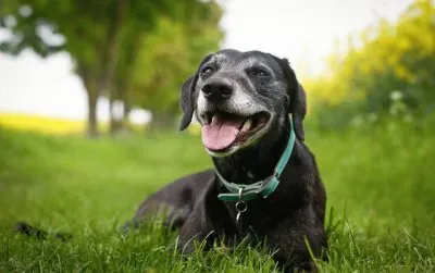 פאזל של ImÃ¡genes