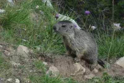 Marmotta ad Arabba