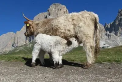 Allattamento in cima al Col Rodella