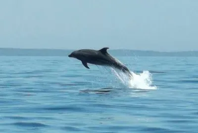 Delfino al largo di Veli Losjni