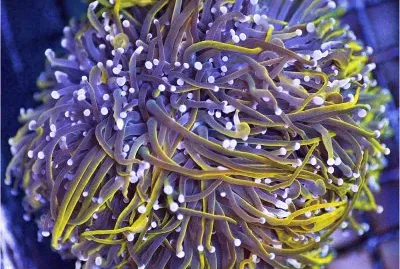 Purple Stem Rainbow Torch Coral