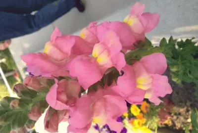 flowers