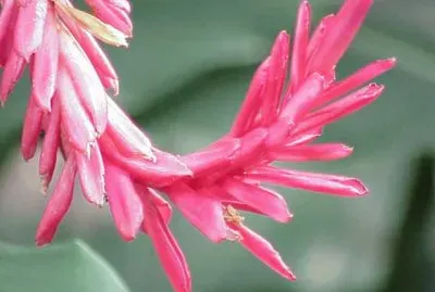 Alpina Purpurata - Malasia