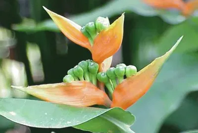 Heliconia Aurantiaca - AmÃ©rica Central
