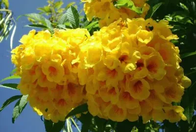 Lapacho Amarillo - SudamÃ©rica