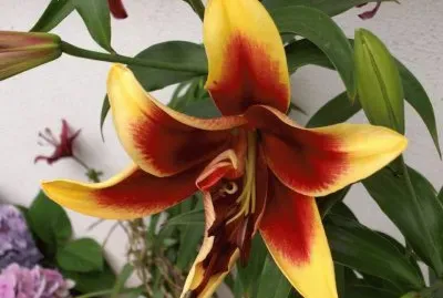 Lilium - Hemisferio Norte