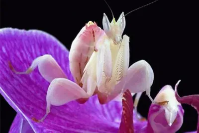 Mantis Orquidea - Asia