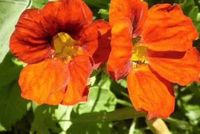 Taco de Reina - AmÃ©rica