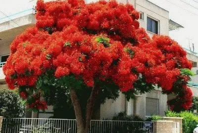 framboyan jigsaw puzzle