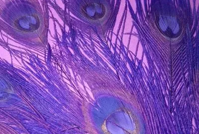 Purple Peacock Feathers