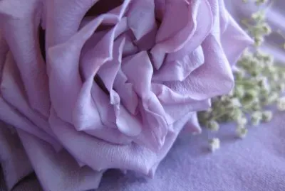 Lavender Rose