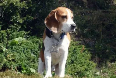 Beagle di vedetta