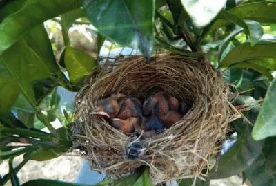 In attesa della mamma