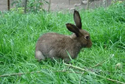 Leprotto jigsaw puzzle