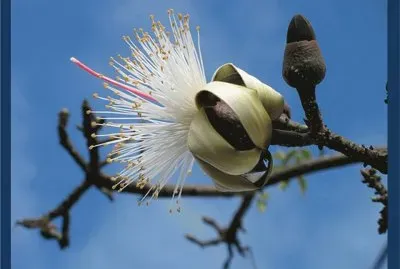 Cabellos de Ã¡ngel - CentroamÃ©rica