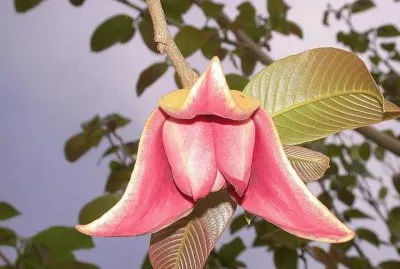 Cabeza de Negro - MÃ©xico