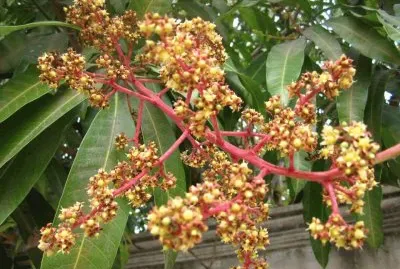 Mangifera Indica - AmÃ©rica jigsaw puzzle